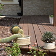 Kaktusy na tarasie drewnianym wykonanym z deski sosnowej barwionej na brązowo